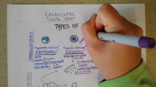 White Blood Cells  Granulocytes amp Lymphocytes  Part 1 [upl. by Jennette]