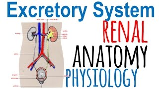 Renal anatomy and physiology [upl. by Adnorrahs]