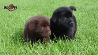 Newfoundland Puppies [upl. by Garlanda973]