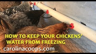 How to Keep Your Chickens Water From Freezing [upl. by Onaivatco]