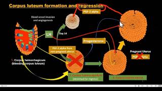 corpus luteum formation and regression [upl. by Evilo]