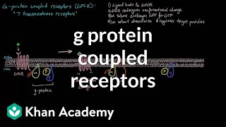 G Protein Coupled Receptors  Nervous system physiology  NCLEXRN  Khan Academy [upl. by Ayikur]