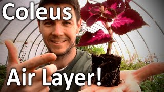 How to Air Layer Coleus Plants  Propagation Growing and Rooting Coleus Plants [upl. by Uund]