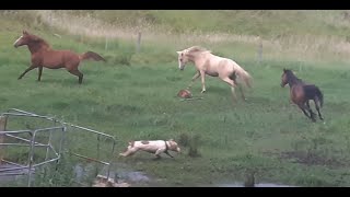 Dogs chase brumbies and dog gets trampled These brumbies run around when the other herd leaves [upl. by Winser]