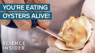 Why We Eat Oysters Alive [upl. by Doersten]