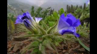 Atacama Desert in Bloom [upl. by Alrahs4]