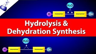 Hydrolysis and Dehydration Synthesis [upl. by Ellerey]