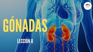 8 GÓNADAS FISIOLOGÍA DEL SISTEMA ENDOCRINO [upl. by Ibib]