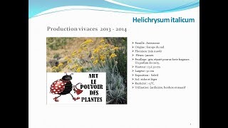 Helichrysum italicum plante vivace [upl. by Najtsirk]