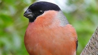 Bullfinch  Bullfinches Male Female and Juvenile [upl. by Itak]