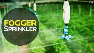 Fogger Irrigation System  Fogger Sprinkler  How Does it Works  Discover Agriculture [upl. by Arul]