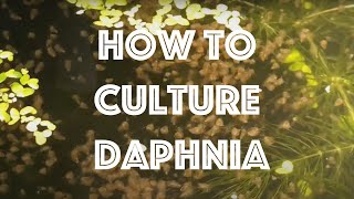 How To Culture Daphnia Magna [upl. by Beauvais]