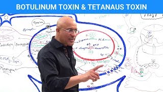 Tetanus Medical Definition  Quick Explainer Video [upl. by Aissac619]