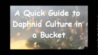 How to culture daphnia outside [upl. by Nivej]