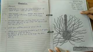 Botany practical file Bsc 1st year [upl. by Ennovoj]