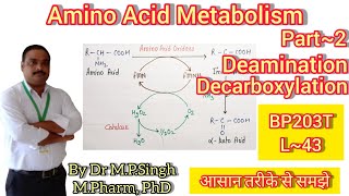 Deamination amp Decarboxylation  Amino Acid Metabolism  Biochemistry  BP203T  L43 [upl. by Etteuqaj]