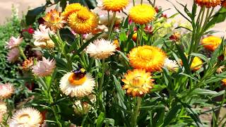 Beautiful Helichrysum flowers grown at home [upl. by Diahann]