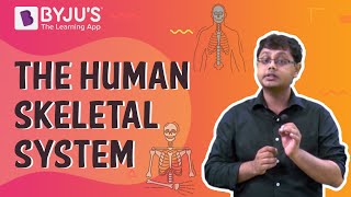 The Human Skeletal System I Class 6 I Learn with BYJUS [upl. by Adolph451]