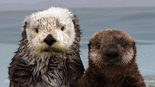 The Fantastic Fur of Sea Otters  Deep Look [upl. by Desimone385]