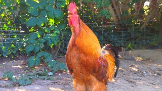 ROOSTER CROWING SOUND EFFECT [upl. by Acyre292]