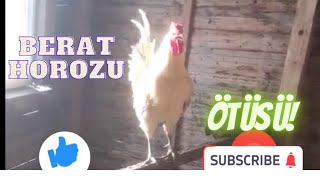 Berat Horozu Ötüsü DenizliHorozu BeratHorozu Horoz sesi [upl. by Swanson]