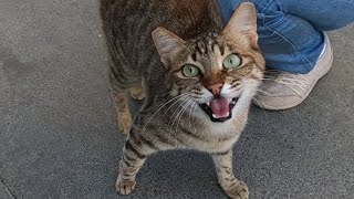 Excited cat meowing very loudly [upl. by Docilu]