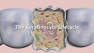 Lifecycle of the Keratinocyte [upl. by Anaigroeg]