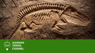 Fossils amp Dinosaurs  Real World Science on the Learning Videos Channel [upl. by Ready]