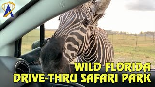 Wild Florida DriveThru Safari Park [upl. by Boorman]