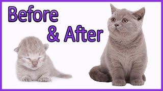 ✔️ Learn How Baby Kittens Grow 010 Weeks British Shorthair Lilac Kitten Compilation [upl. by Ladnyk329]