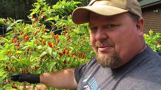 Tabasco Sauce Pt 1 Picking Prepping and Parting [upl. by Troy]