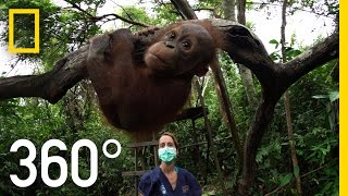 360° Orangutan School  National Geographic [upl. by Llenrup]