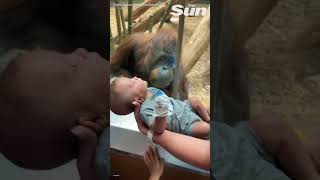 Amber the Orangutan Showing Smart Monkey Behavior [upl. by Carrelli468]