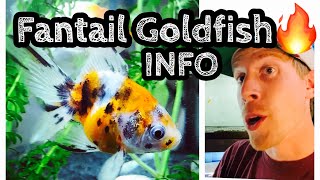 Fantail Goldfish Care amp Tank Setup [upl. by Rhiana898]