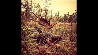 SMÅLANDSJÄGARNA  Älgjakt i Jämtland [upl. by Voleta]