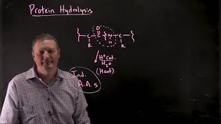 Protein Hydrolysis [upl. by Chavey]