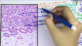 Histology of Pituitary gland \ Hypophysis Cerebri [upl. by Evannia452]