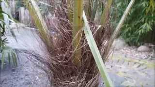 How to trim a palm tree Trachycarpus fortunei [upl. by Bigler]