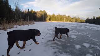 TWO ROTTWEILER DOGS MATING [upl. by Thapa]