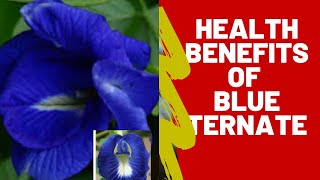 Benefits of Blue Ternatea also known as Butterfly Pea Or Clitoria Ternatea [upl. by Gurias735]