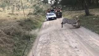 Intense fight between zebra and lioness [upl. by Reese309]