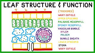 Leaf Structure and Function [upl. by Anirod435]