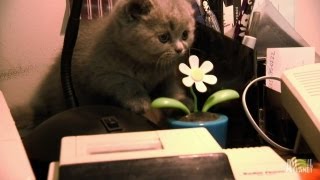 British Shorthairs Wreak Havoc  Too Cute [upl. by Lienahs]