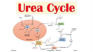 Urea Cycle  Purpose Enzymes amp Regulation [upl. by Benedetto]