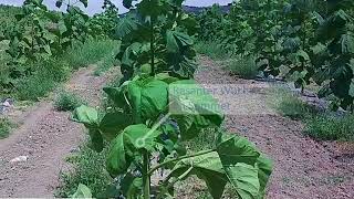 Paulownia Wuchsvideo im 1Jahr Kiri Blauglockenbaum Kaiserbaum Cathaia [upl. by Omrellug]