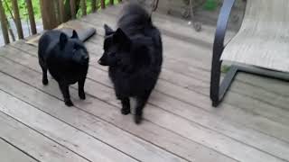 Schipperke howling [upl. by Ferneau]