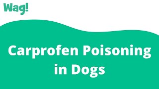 Carprofen Poisoning in Dogs  Wag [upl. by Pallua]