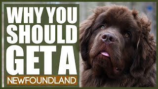 5 Reasons Why YOU SHOULD Get A NEWFOUNDLAND [upl. by Chev289]