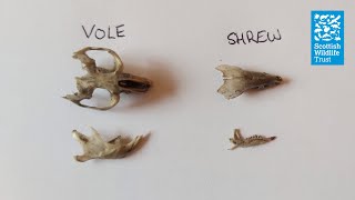 How to dissect an owl pellet [upl. by Eilyak]