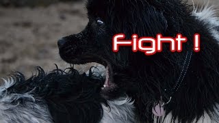 Landseer Newfoundland dog attack Dogfight [upl. by Taro]